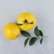 伊朗批发榅桲 | 大量购买榅桲 + 价格